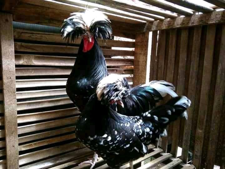 5 Set Stiker Gable Box Design Soft