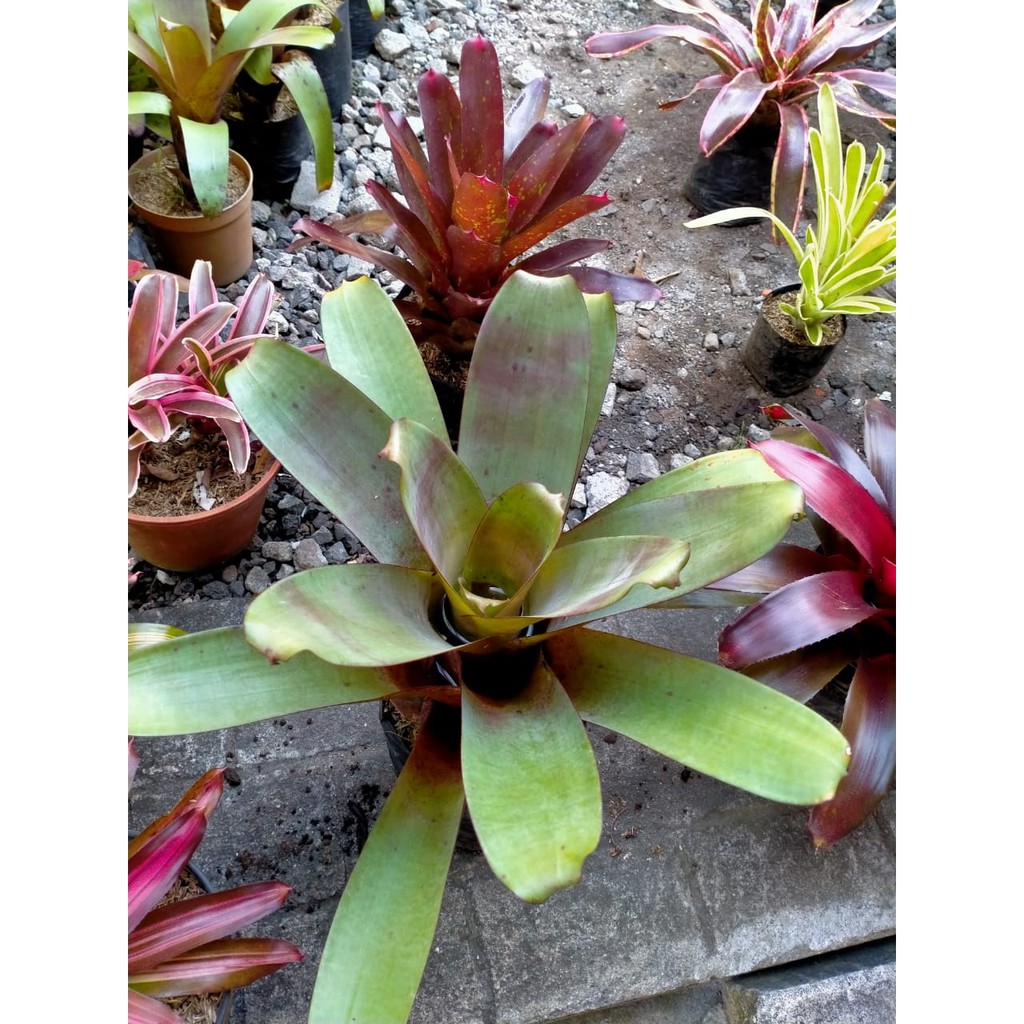 BROMELIA GIANT
