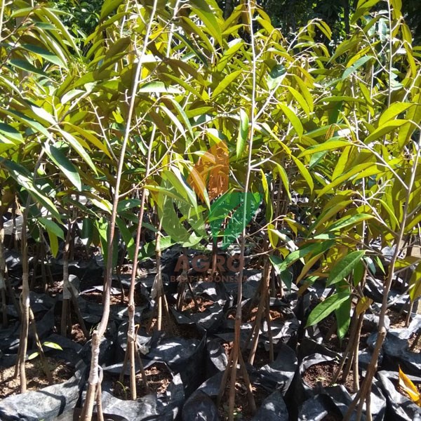 Bibit Durian Bawor Kaki 3 Cepat Besar