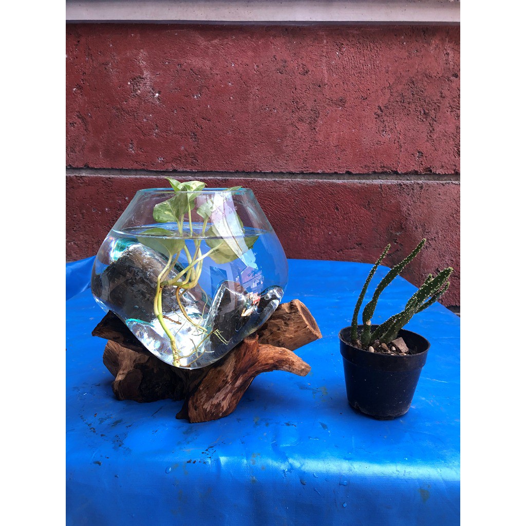 POT KACA TIUP / AKUARIUM IKAN CUPANG / POT SEKULEN size 20cm