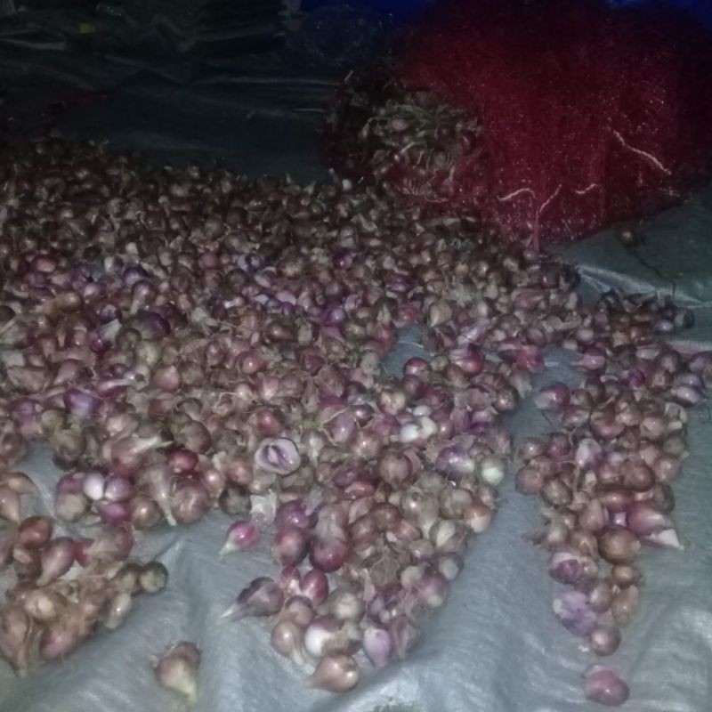 

bawang merah brebes fresh