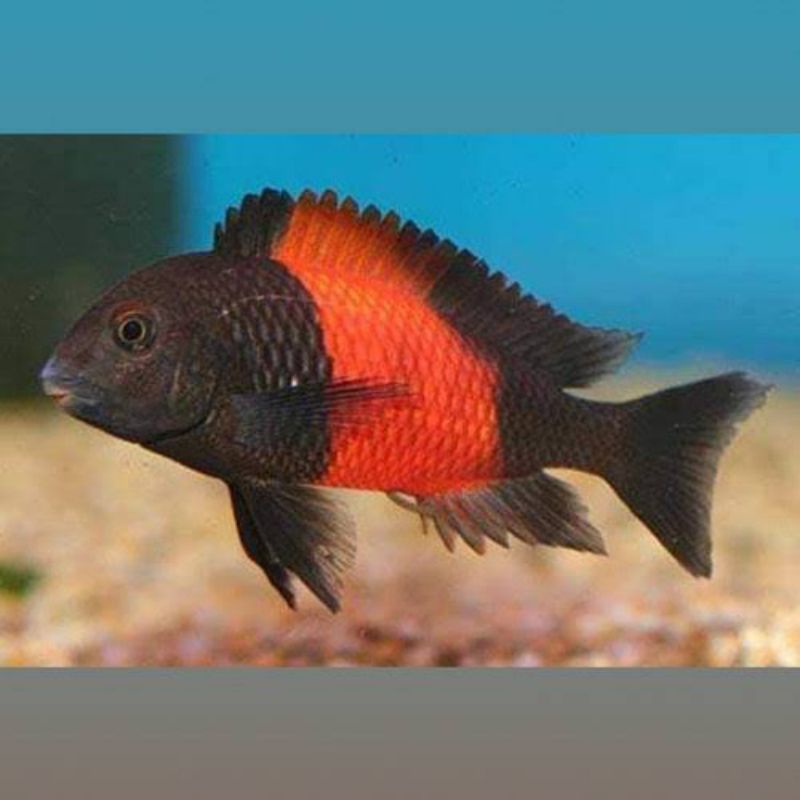 Tropheus Memba - Cichlid