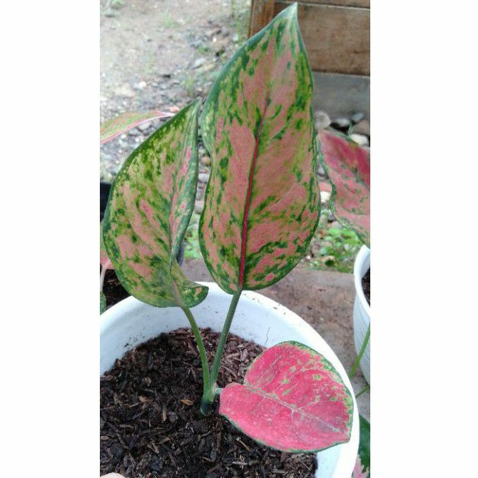 Aglaonema hengheng