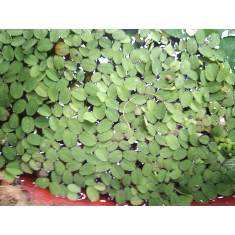 Jual Tanaman Air Salvinia Sp Shopee Indonesia