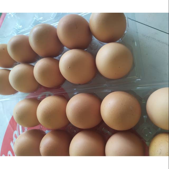

Telur horn 10pcs mika