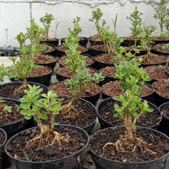 Bahan Bonsai mame mirten