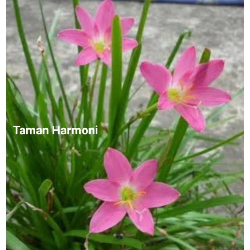 Paket 10 Bunga Lili Hujan Merah