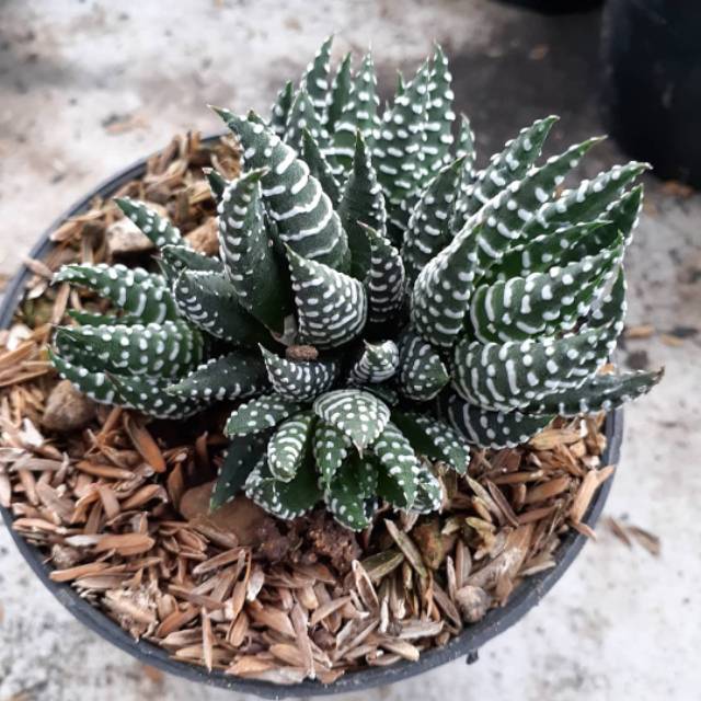 Tanaman hias kaktus sekulen haworthia cluster