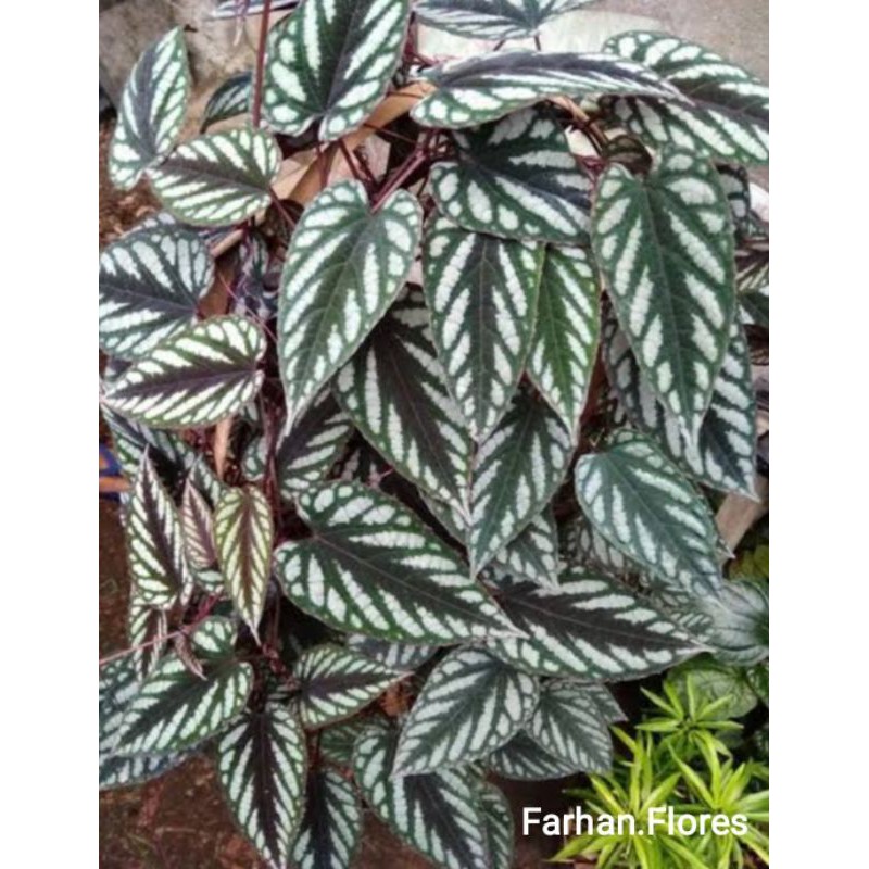 Tanaman Sirih keraton - tanaman rambat sirih keraton