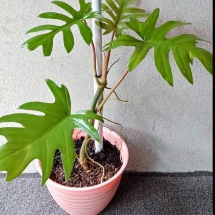 Tanaman philo mayoi / Tanaman hias philodendron mayoi / philo mayoi