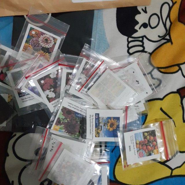 Biji Bunga Matahari Jumbo (big Sunflower Seeds)