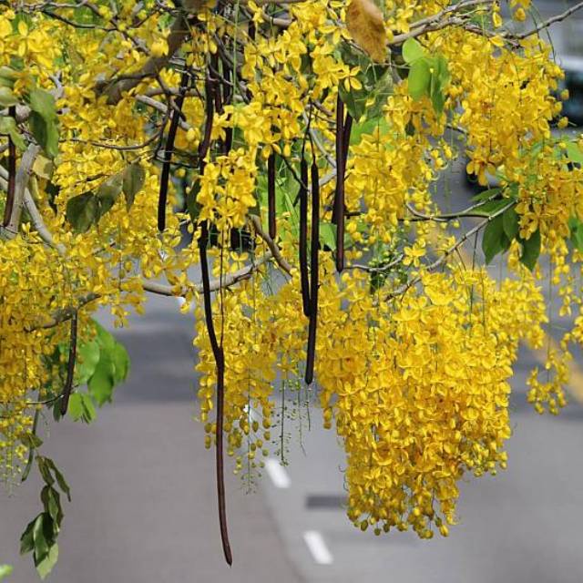 Kedai Benih Bibit Bunga Angsana ~ 2 Biji