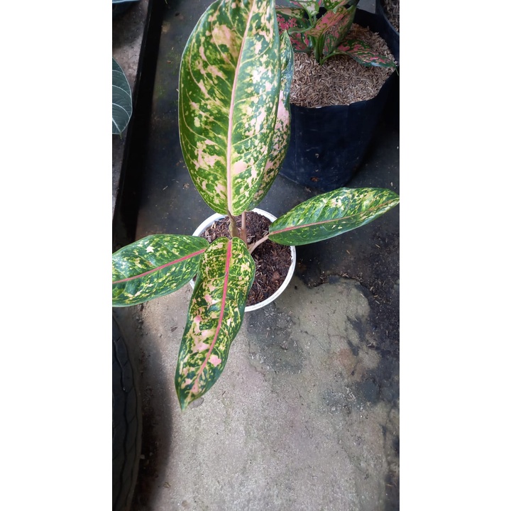 AGLONEMA DONACARMEN MUTASI