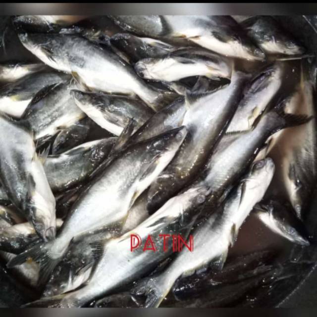 

Ikan Patin