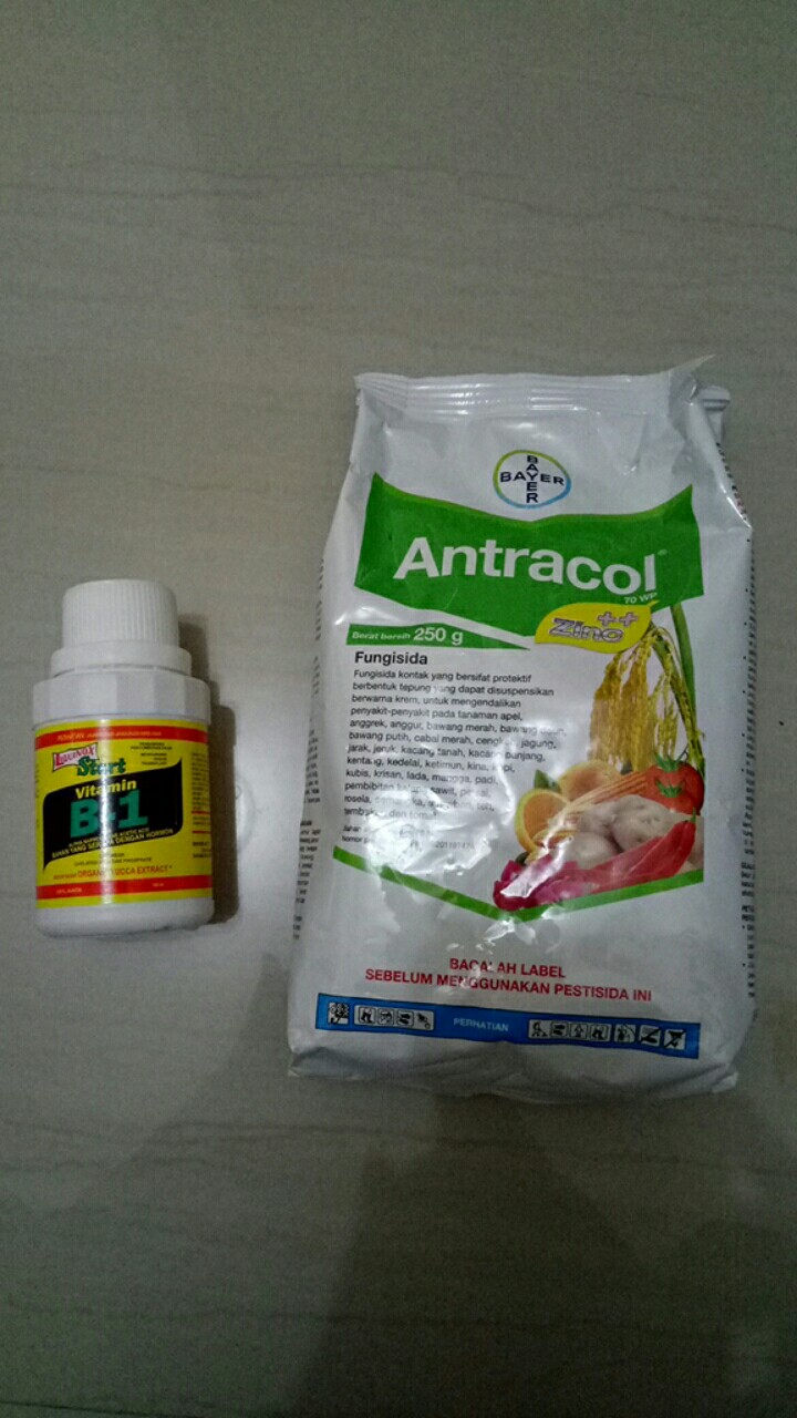 Antracol Fungisida 250 & 500 Grm