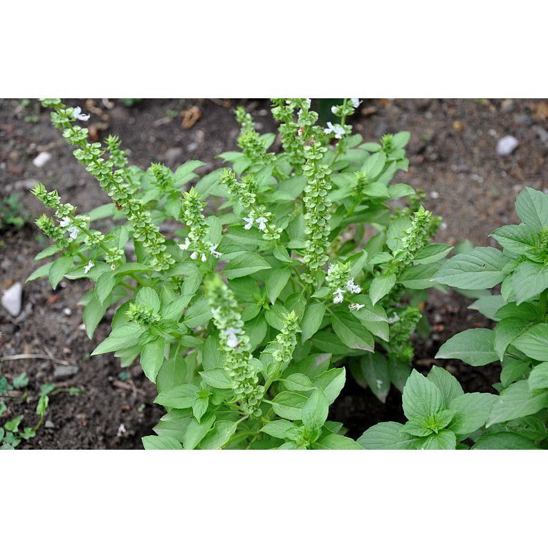 Benih/Biji Kemangi Unggul Murah