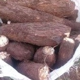 

Singkong Mentah Empuk 1 Kg