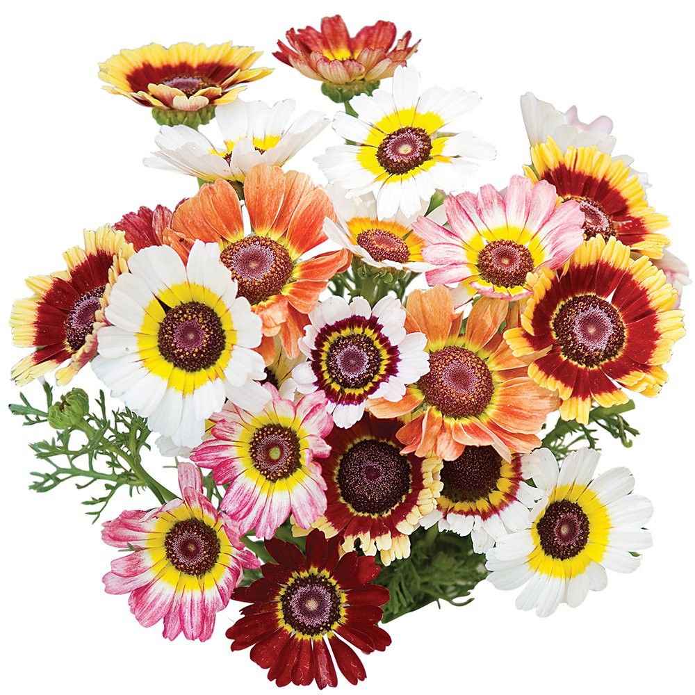 Benih Bibit Biji - Bunga Chrysanthemum Painted Daisy Krisan Tricolor (Chrysanthemum carinatum) Flower Seeds - IMPORT