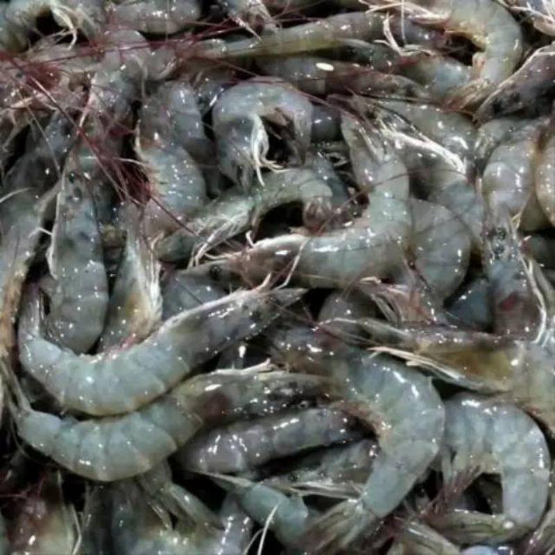 

Udang segar , udang fresh 250gram
