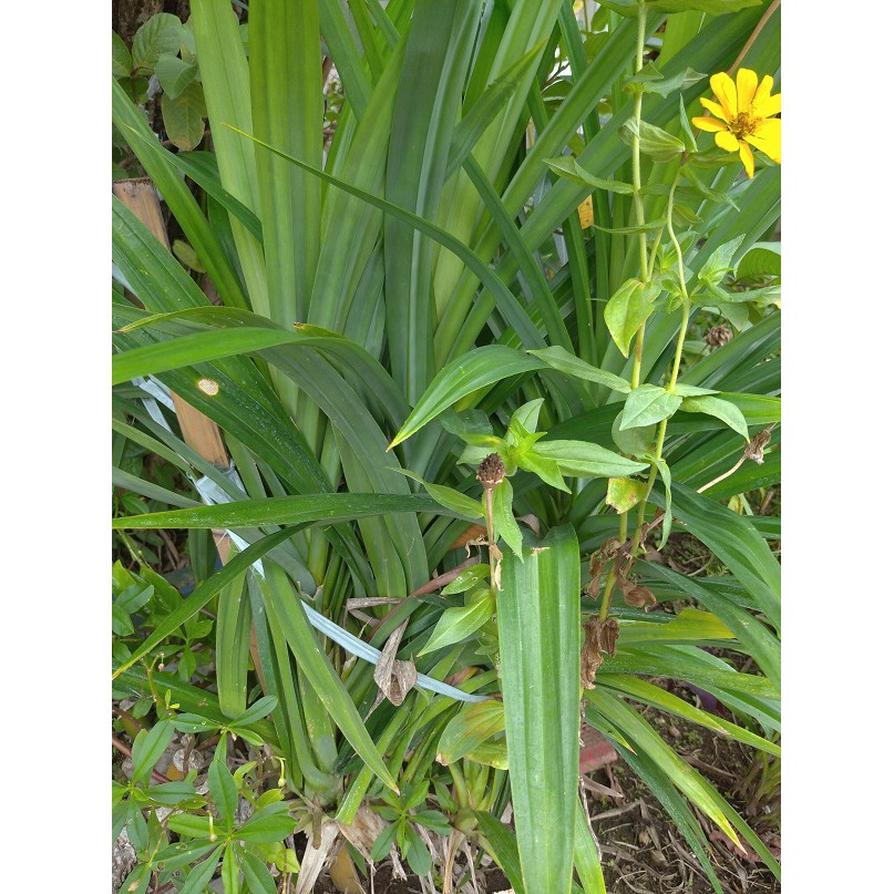 

DAUN PANDAN WANGI~PANDANWANGI LEAF minim order 10 Helai @