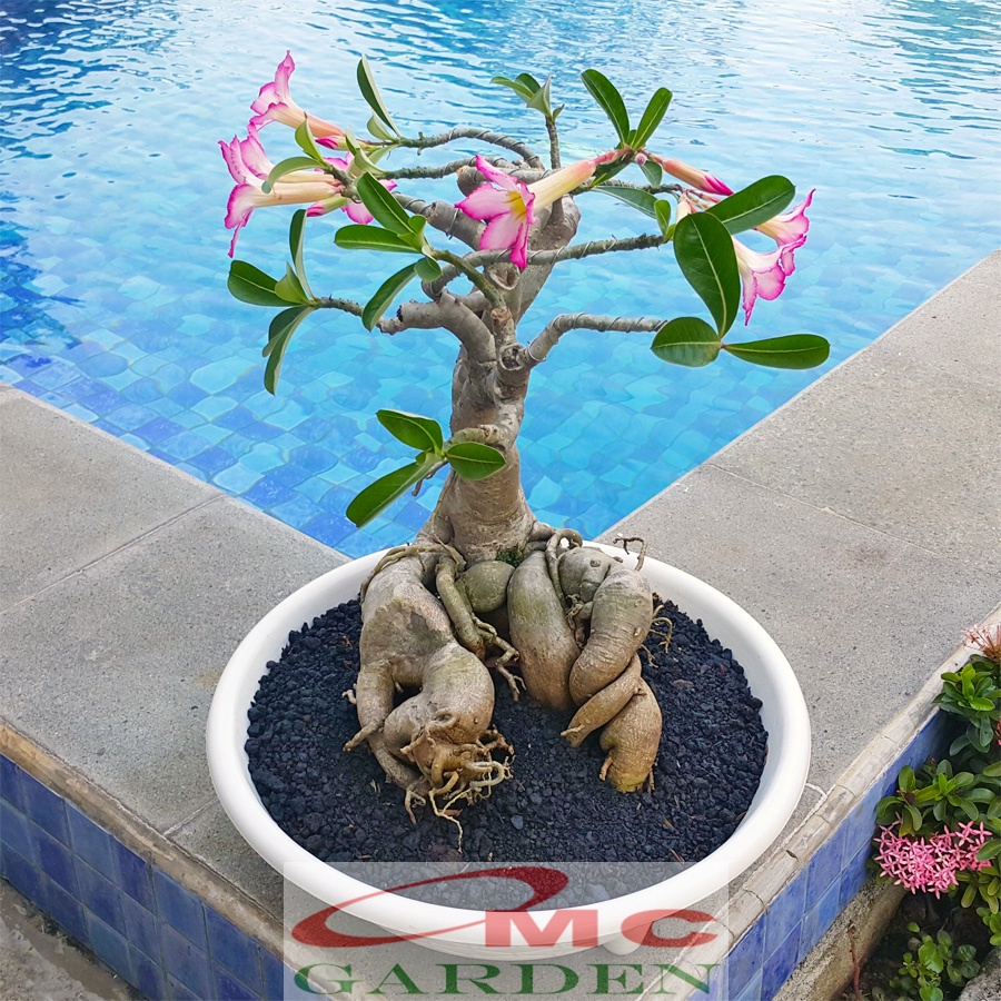 Tanaman Hias Bonsai Mame Adenium Arabicum Obesum Kamboja Jepang B-KJ-005TP