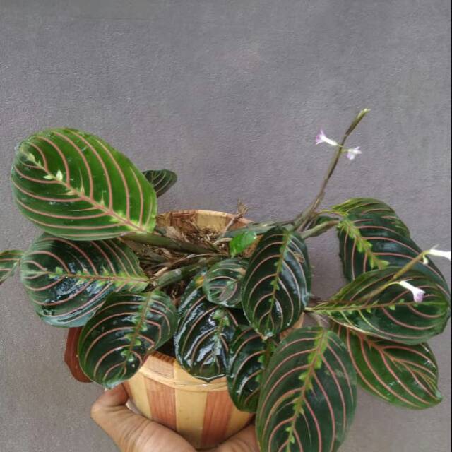 Tanaman Hias Calathea  Leoconora kepiting  merah Shopee 