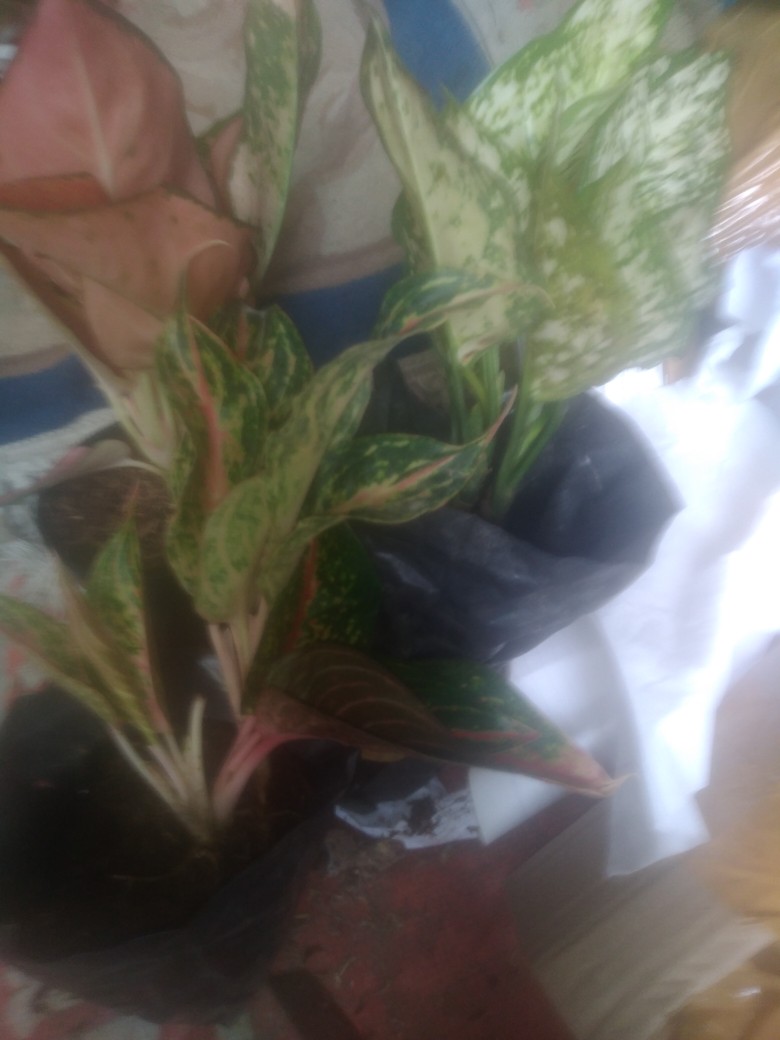 Bunga Aglonema Paket 3 Btg