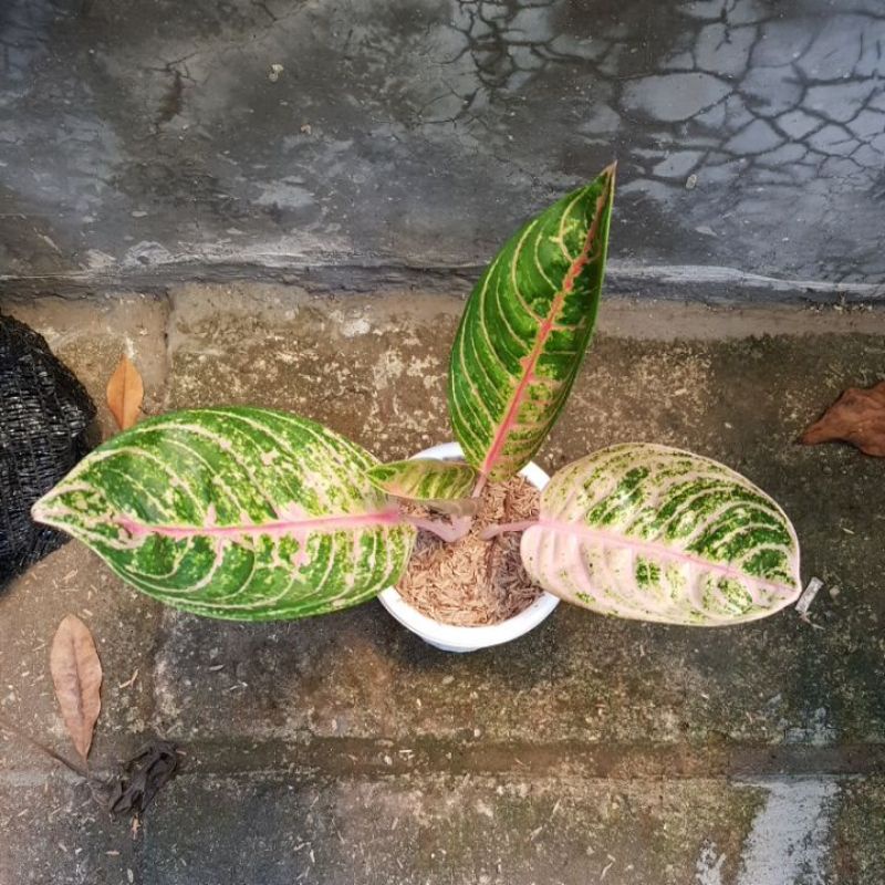 Aglonema Madam Suroyo Real Pict