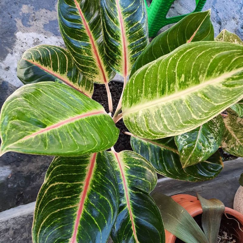 bonggolan aglonema big mama