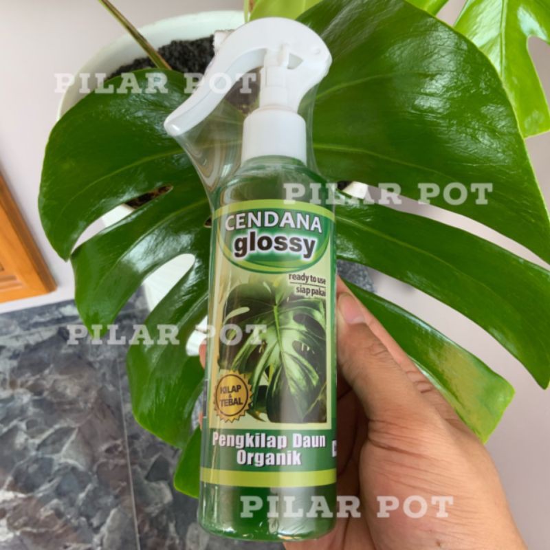 pengkilap daun organik cendana glossy 250 ml - siap pakai