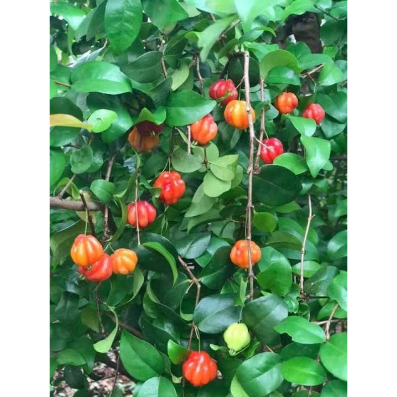 bibit bonsai buah dewandaru /sianto / cermai belanda