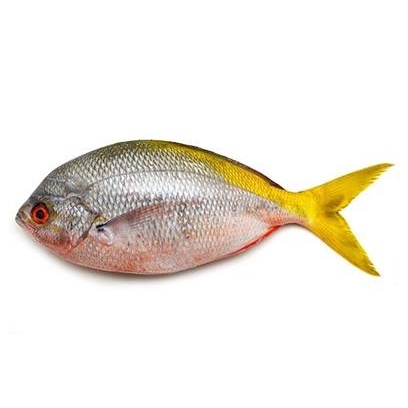

Ikan Singapore