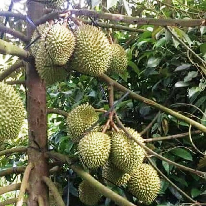 Bibit Tanaman Buah DURIAN BAWOR KAKI 3 Premium