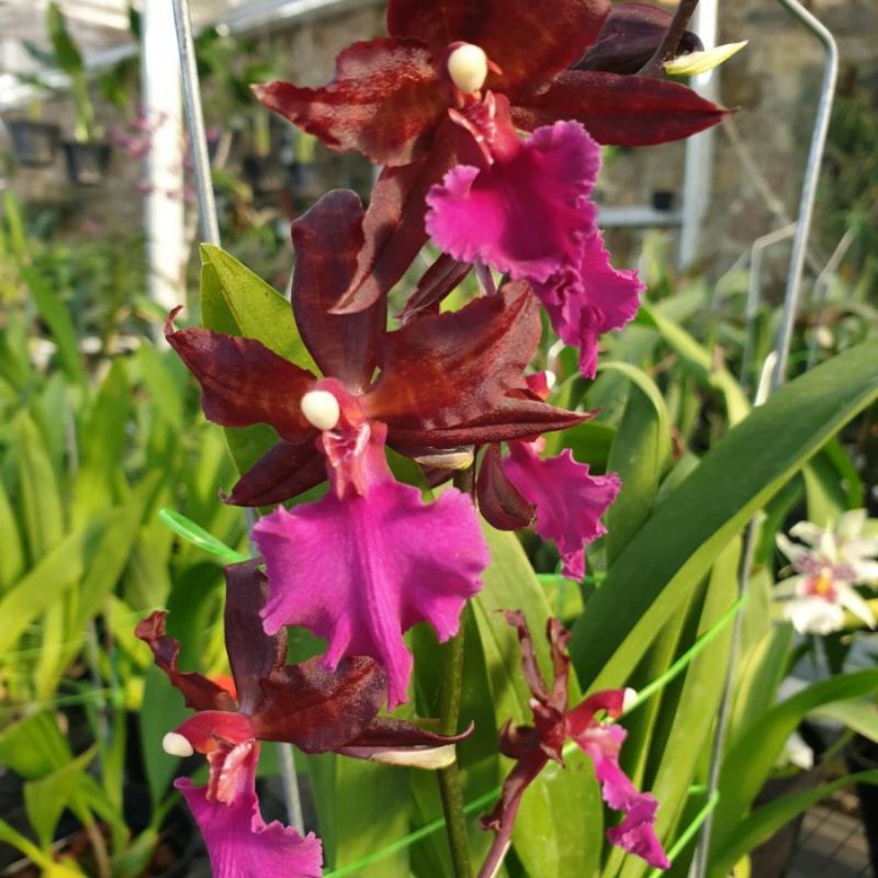 Anggrek oncidium massai pink