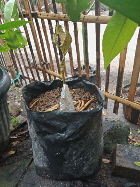 Bibit Jeruk Mandarin 400 Gram / Bibit