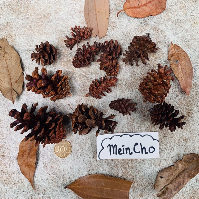 (500gr/50-60biji) Buah Pinus Bulat Besar Bunga Pinus Jepang CEMARA Pine Cone Properti Foto Dekorasi 