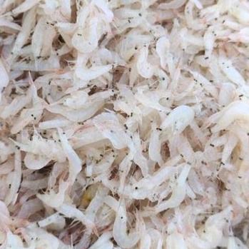 

Udang Reborn Basah Udang Baby Premium ±1kg