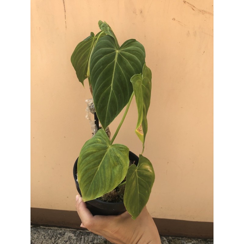 philodendron splendid