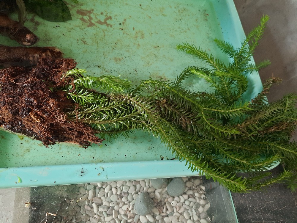 Huferzia Plagmaria / Rumpai