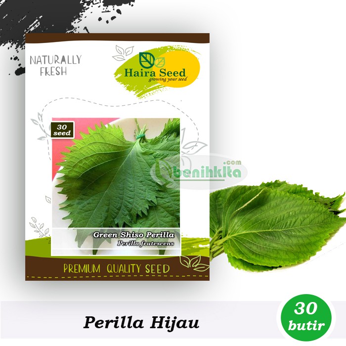 Benih-Bibit Shiso Perilla Green (Haira Seed)