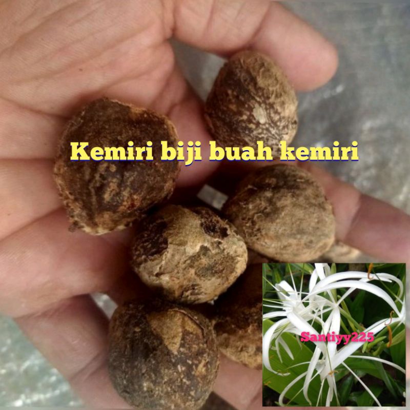 

jual Kemiri jantan kerimi adu atau kemiri tunggal per 20 butir