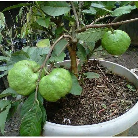 Bibit Jambu Biji Bangkok Merah Cangkok