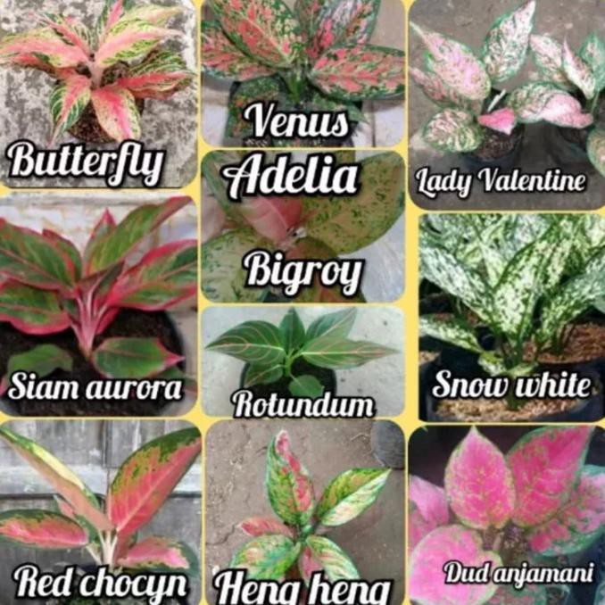 Paket 10 Tanaman Hias Aglonema Murah - Paket Aglonema - Aglaonema