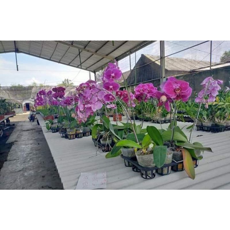 angbul koleksi berbunga