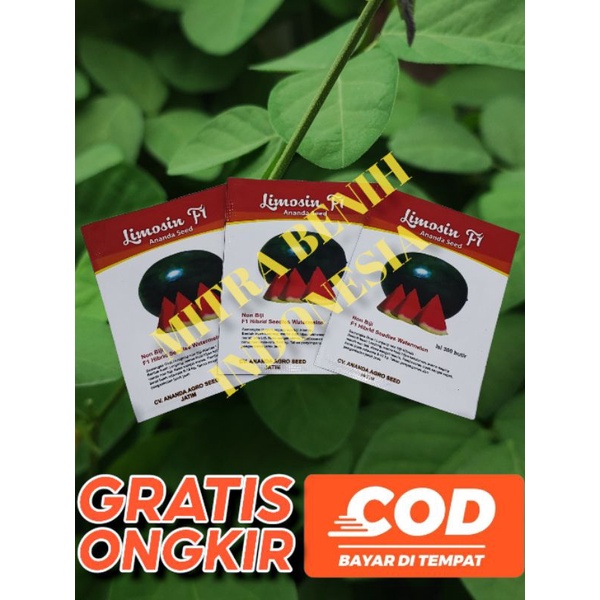 benih semangka limosin