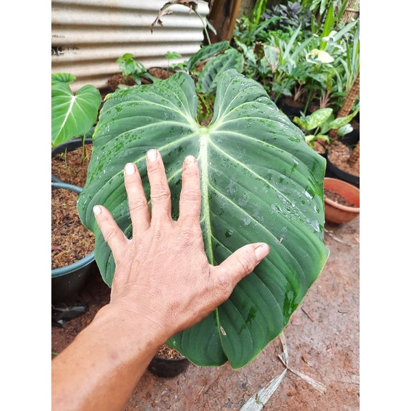 TANAMAN PHILLODENDRON GLORIOSUM 1 DAUN