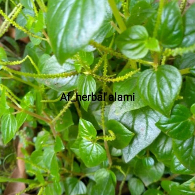 

SIRIH CINA/KETUMPANG AIR/SURUHAN (PER 1kg)