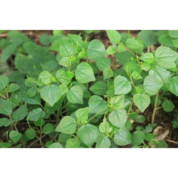 Daun Suruhan - Sirih Cina - Obat Asam Urat