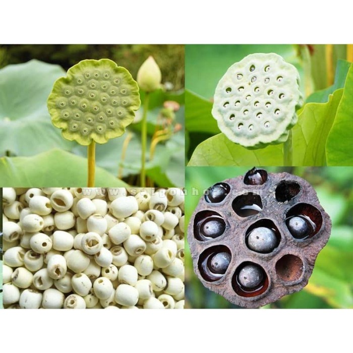 

Q12 Biji Teratai Lotus Seed Lien Zi 500 Gr Dw51qs