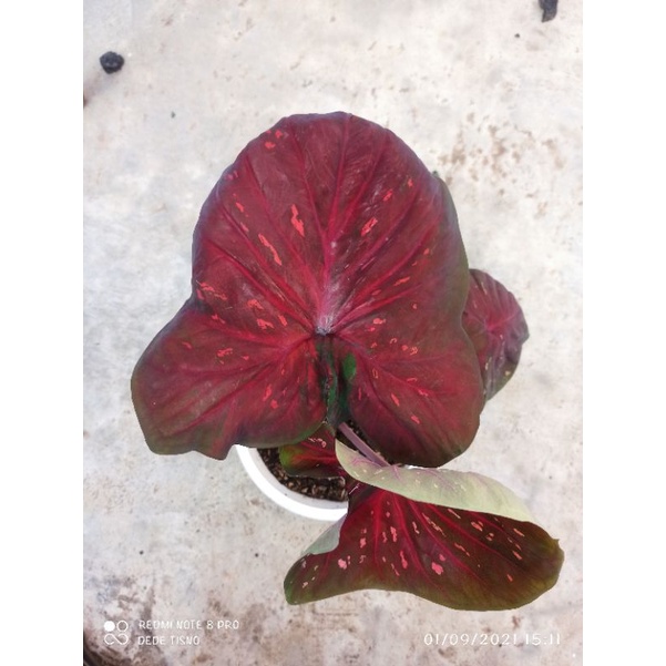 CALADIUM DORENG DAUN GANDA